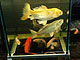 Cubic aquarium with fish