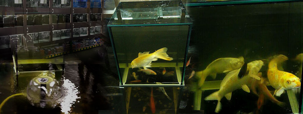 Aquarium Kiev